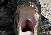 180px-Alligator_mississippiensis_yawn 180px-Alligator_mississippiensis_yawn